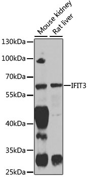 IFIT3 Antibody