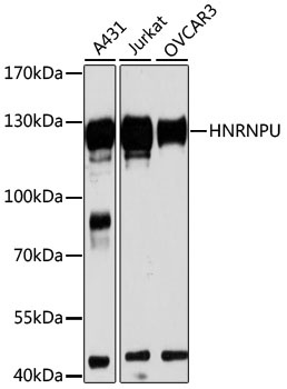 HNRNPU Antibody