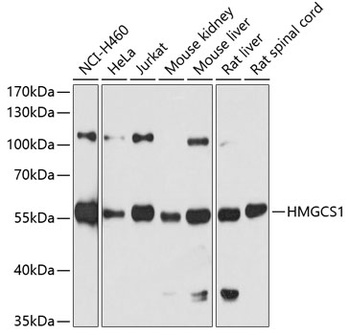 HMGCS1 Antibody