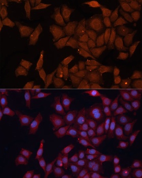 HMGCS1 Antibody