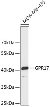 GPR17 Antibody