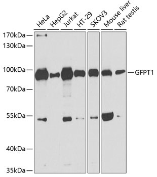GFPT1 Antibody