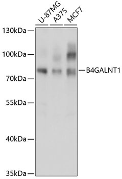 B4GALNT1 Antibody