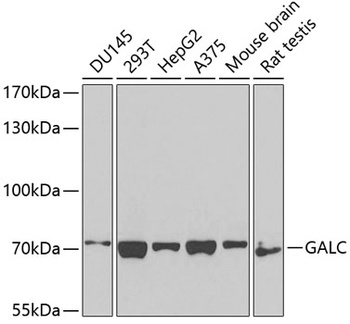 GALC Antibody