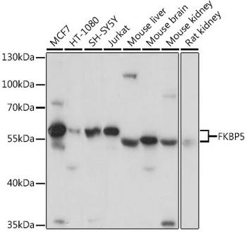 FKBP5 Antibody