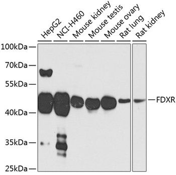 FDXR Antibody