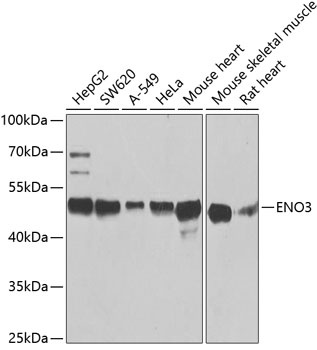 ENO3 Antibody