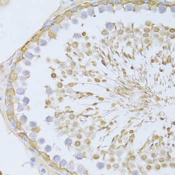 ENO3 Antibody