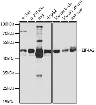 EIF4A2 Antibody
