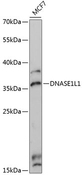 DNASE1L1 Antibody