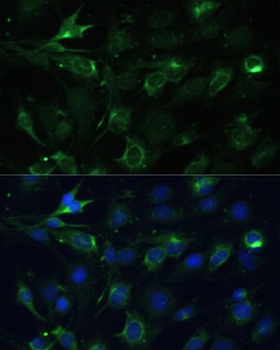 COX6A1 Antibody