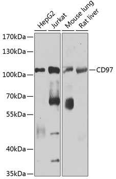 CD97 Antibody