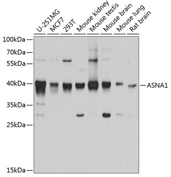 ASNA1 Antibody