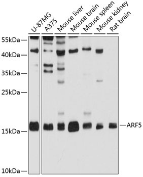 ARF5 Antibody