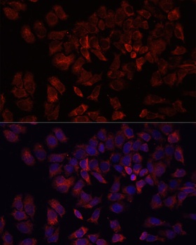ARF5 Antibody