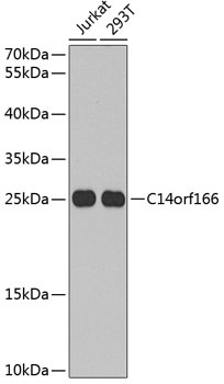 C14orf166 Antibody