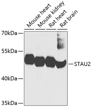 STAU2 Antibody