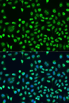 STAU2 Antibody