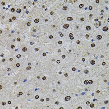 U2SURP Antibody