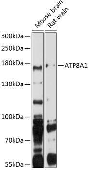 ATP8A1 Antibody