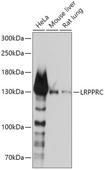 LRPPRC Antibody