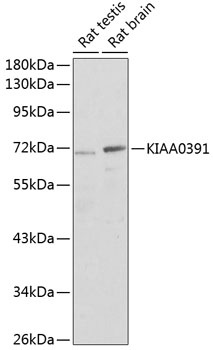 KIAA0391 Antibody