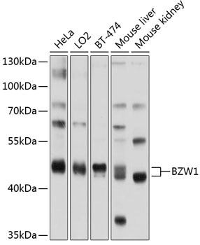 BZW1 Antibody