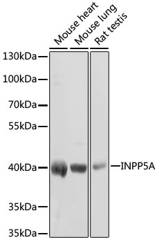 INPP5A Antibody