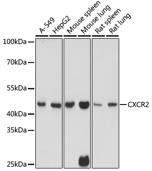 CXCR2 Antibody