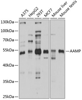 AAMP Antibody