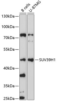 SUV39H1 Antibody