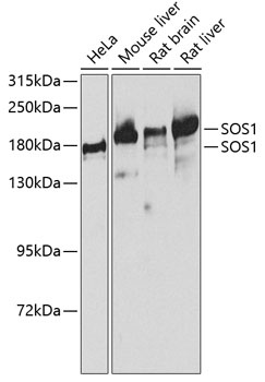 SOS1 Antibody