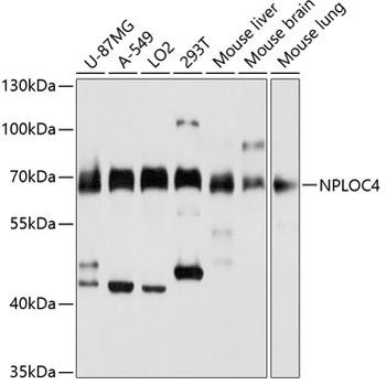 NPLOC4 Antibody