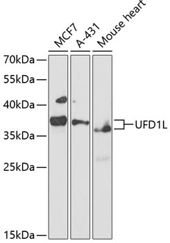 UFD1L Antibody
