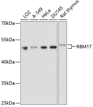 RBM17 Antibody
