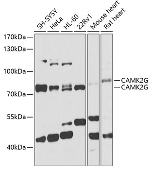 CAMK2G Antibody
