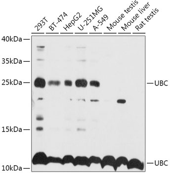 UBC Antibody