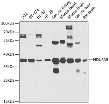 NDUFA9 Antibody