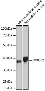 FBXO32 Antibody