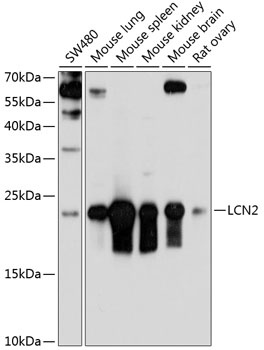 LCN2 Antibody