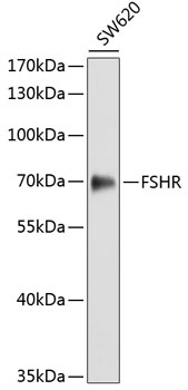 FSHR Antibody