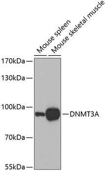 DNMT3A Antibody