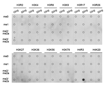 H4R3me2S Antibody