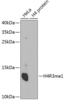 H4R3me1 Antibody