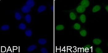 H4R3me1 Antibody