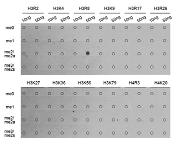 H3R8me2a Antibody