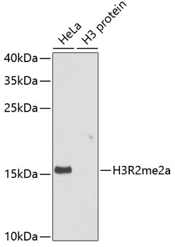 H3R2me2a Antibody