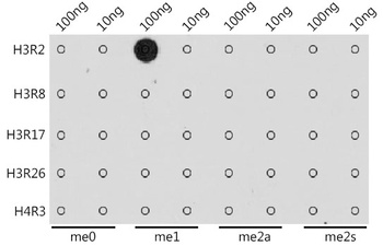 H3R2me1 Antibody