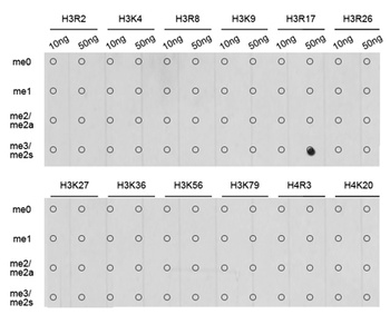 H3R17me2s Antibody