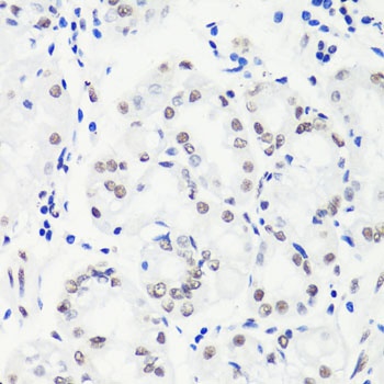 H3R17me2s Antibody